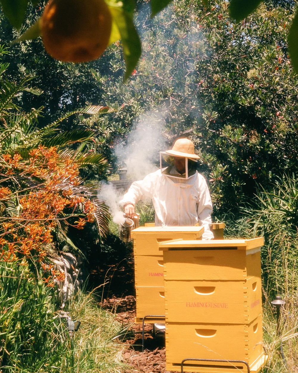 A beekeeper, wearing protective clothing, smokes yellow beehives labeled