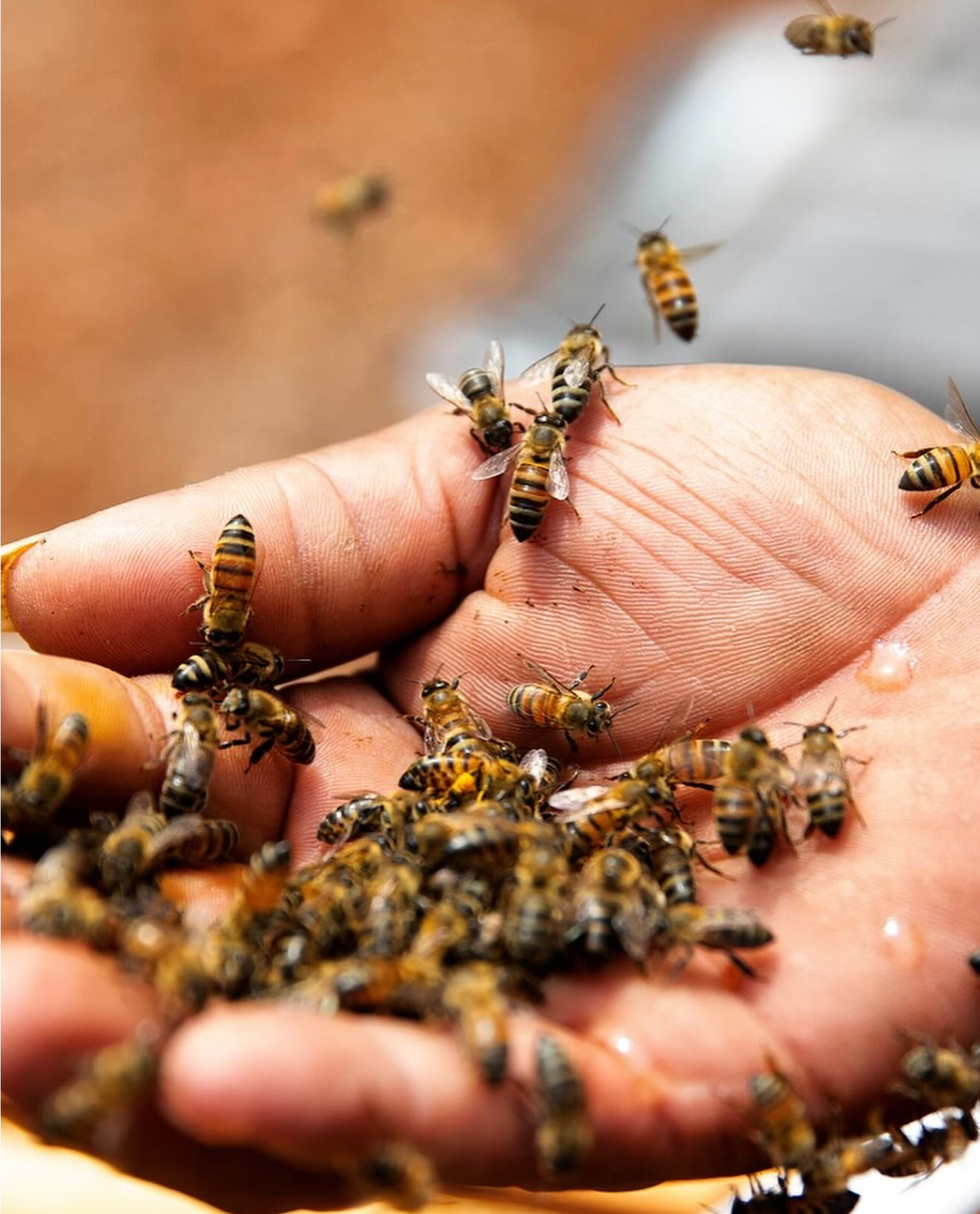 A hand gently cradles multiple bees, with some flying nearby.