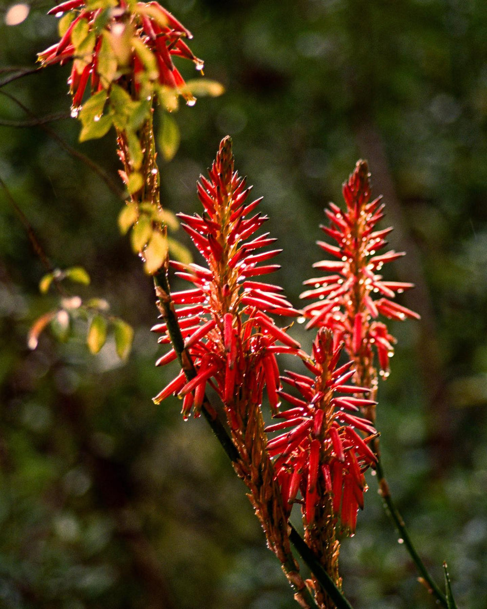 Red, spiky flowers protrude from a dark stem.