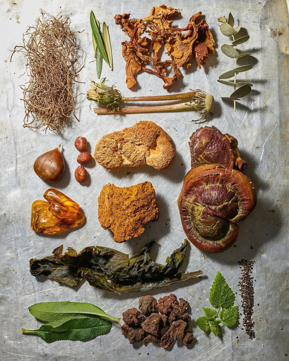 Herbs, leaves, mushrooms, nuts, and roots are arranged on a metal surface.
