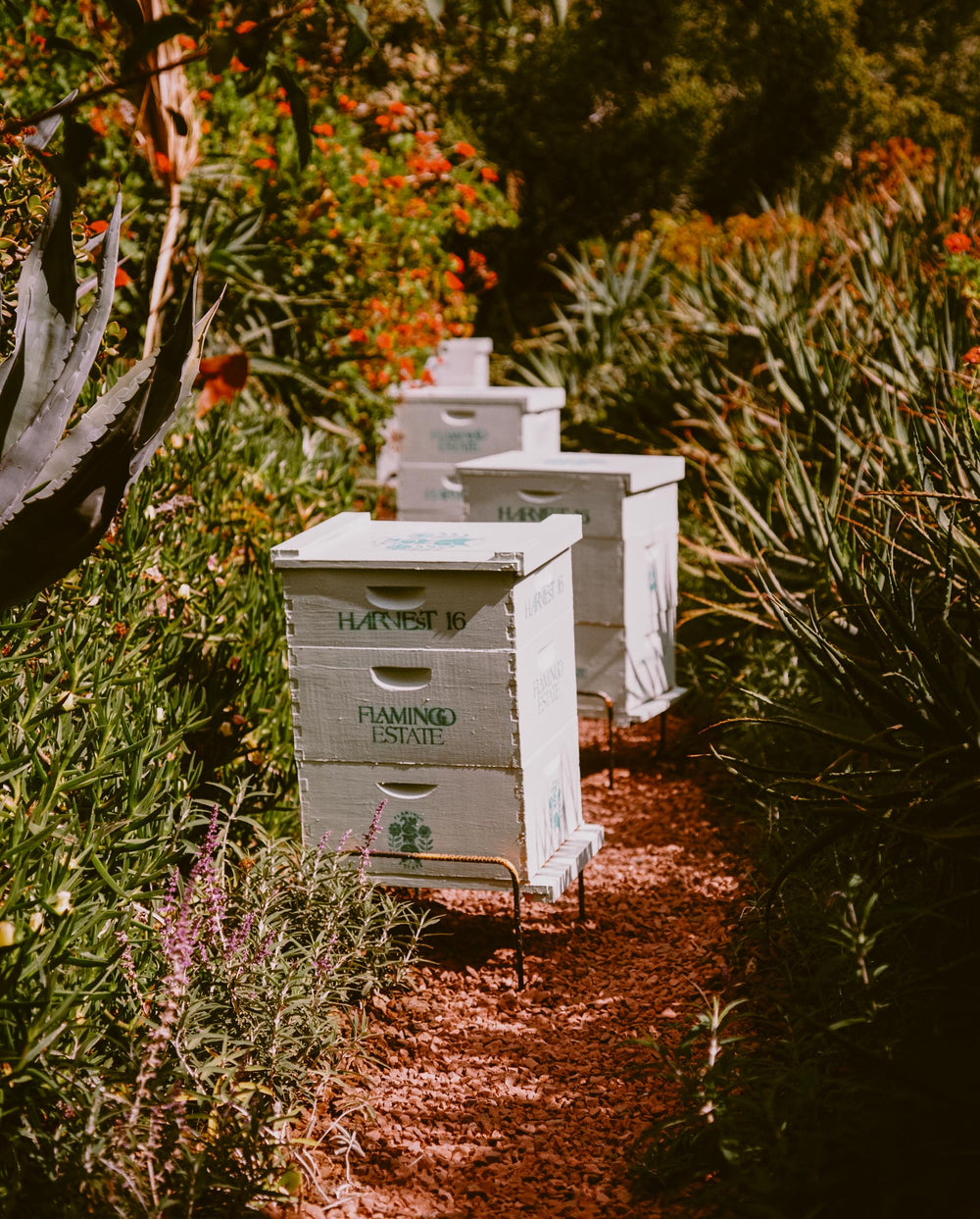 California Wildflower Honey