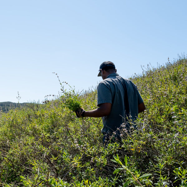 Tending Black Sage for Ecosystem Vitality