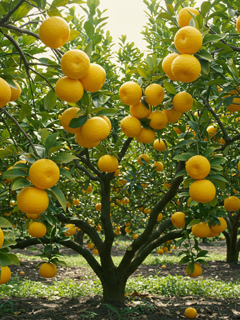 Persimmon, Turnip and Yuzu Salad