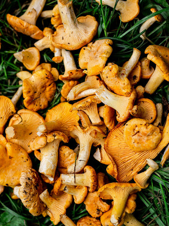 Sautéed Chanterelle, Potato & Onion