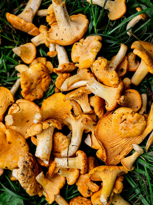 Sautéed Chanterelle, Potato & Onion