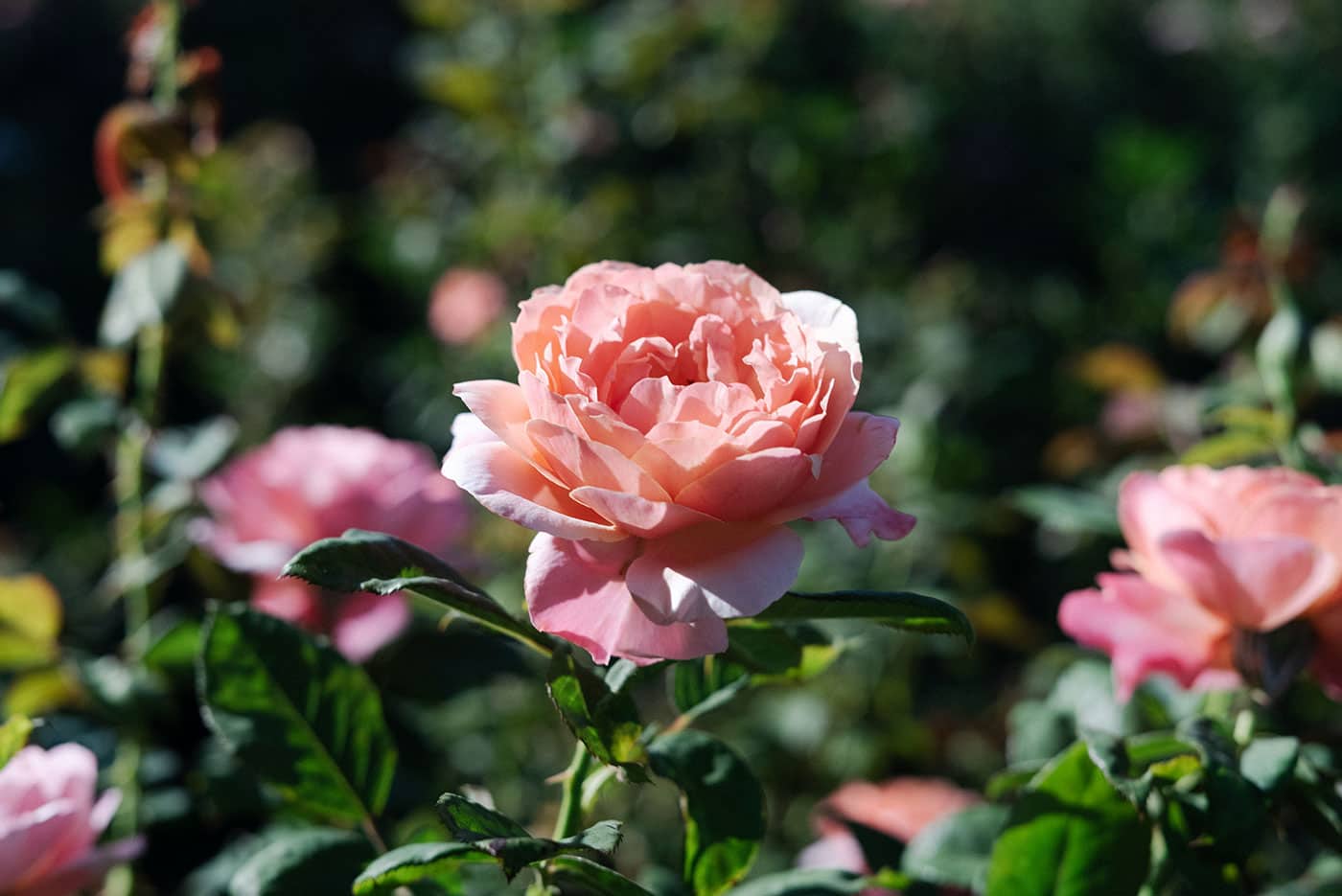 Flamingo Farm Series: Grace Rose Farm – Flamingo Estate