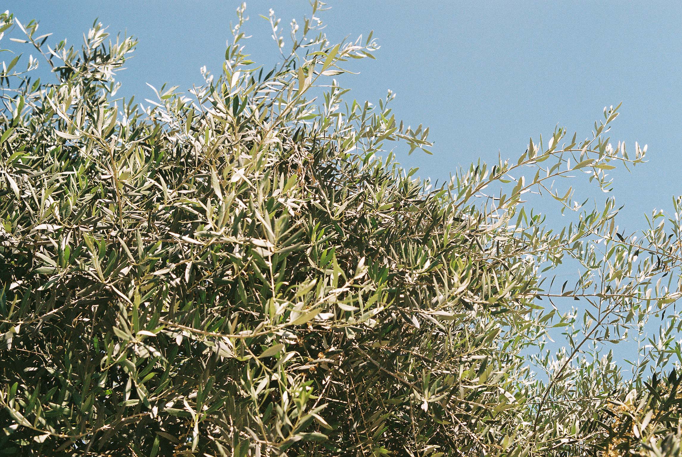 Flamingo Farm Series: Ojai Olive Oil