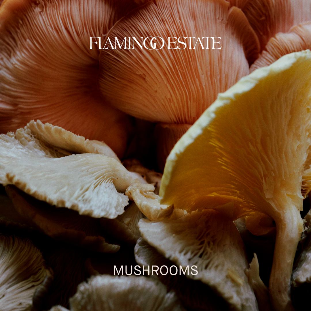 Sounds: Mushrooms