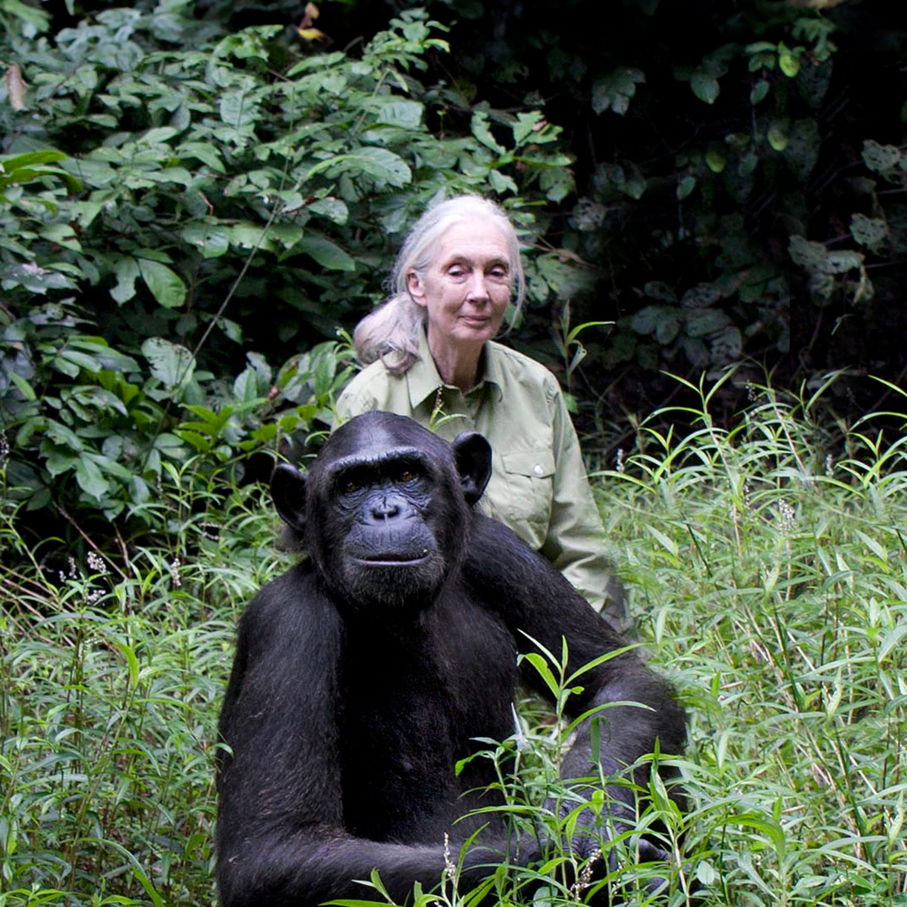 A Conversation with Jane Goodall – Flamingo Estate