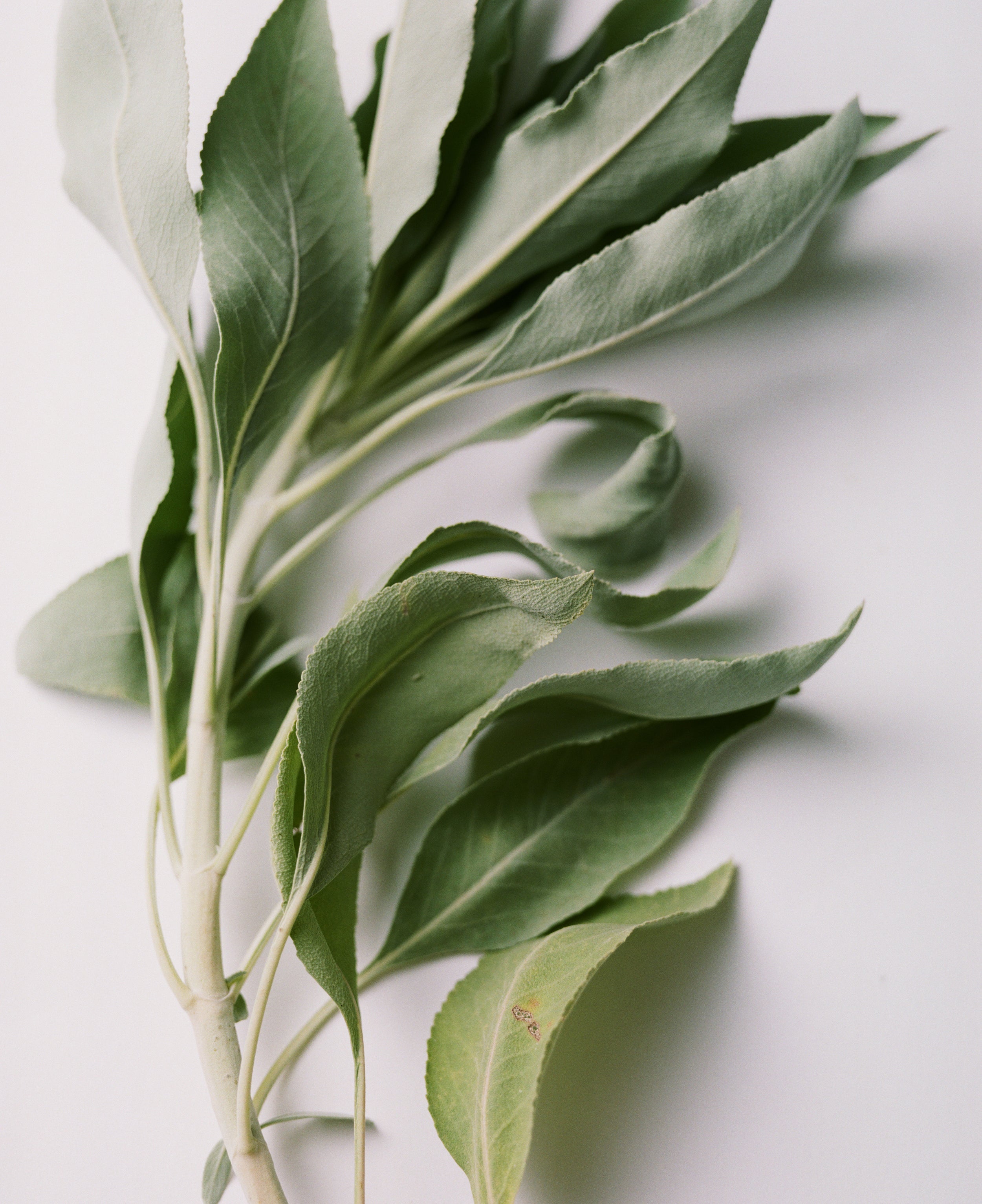 Sage Rich Cream for Hands & Feet - Flamingo Estate