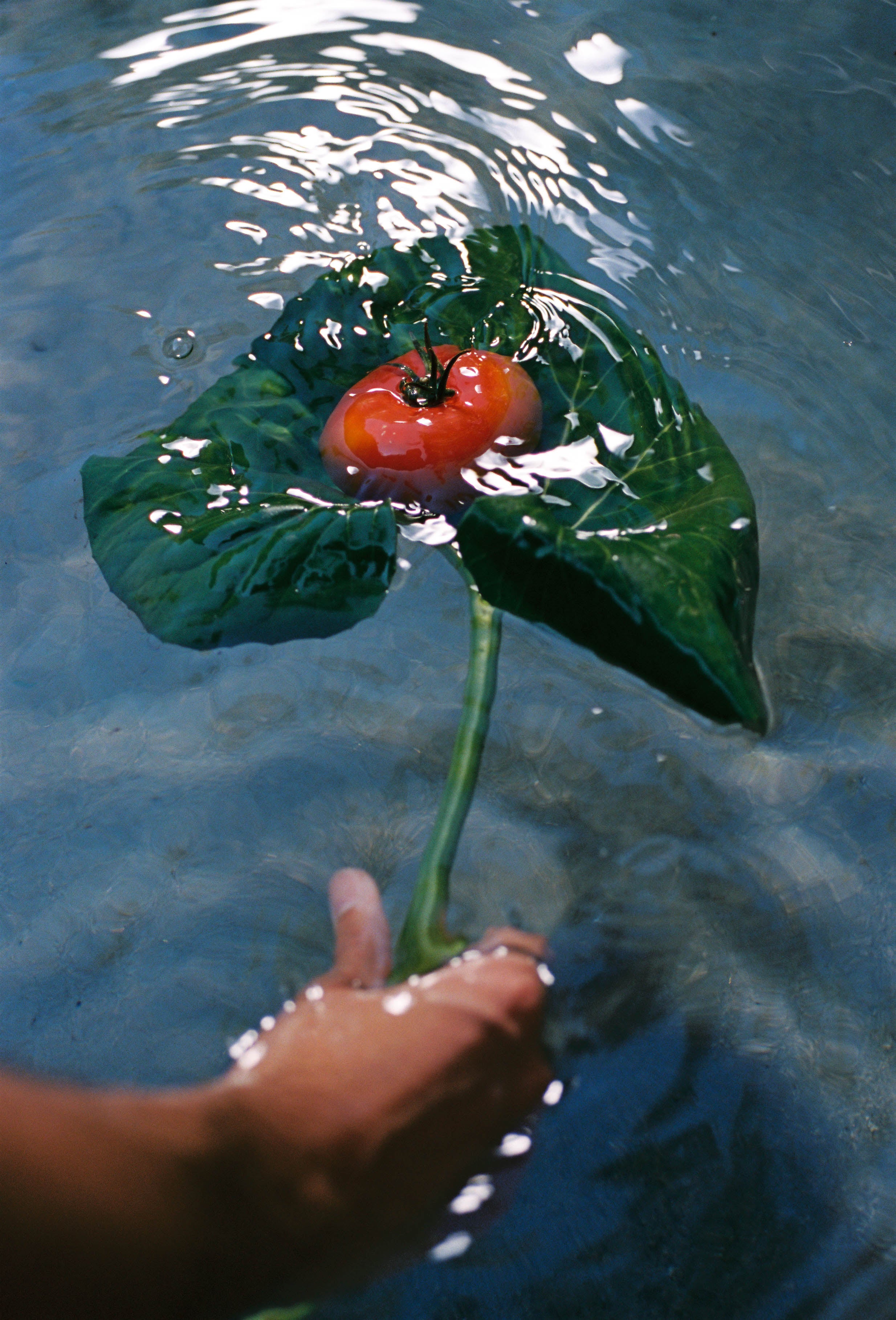 Heirloom Tomato Glass Hand Soap - Flamingo Estate