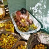 Person scrubbing lemons in a bathtub surrounded by baskets of lemons.