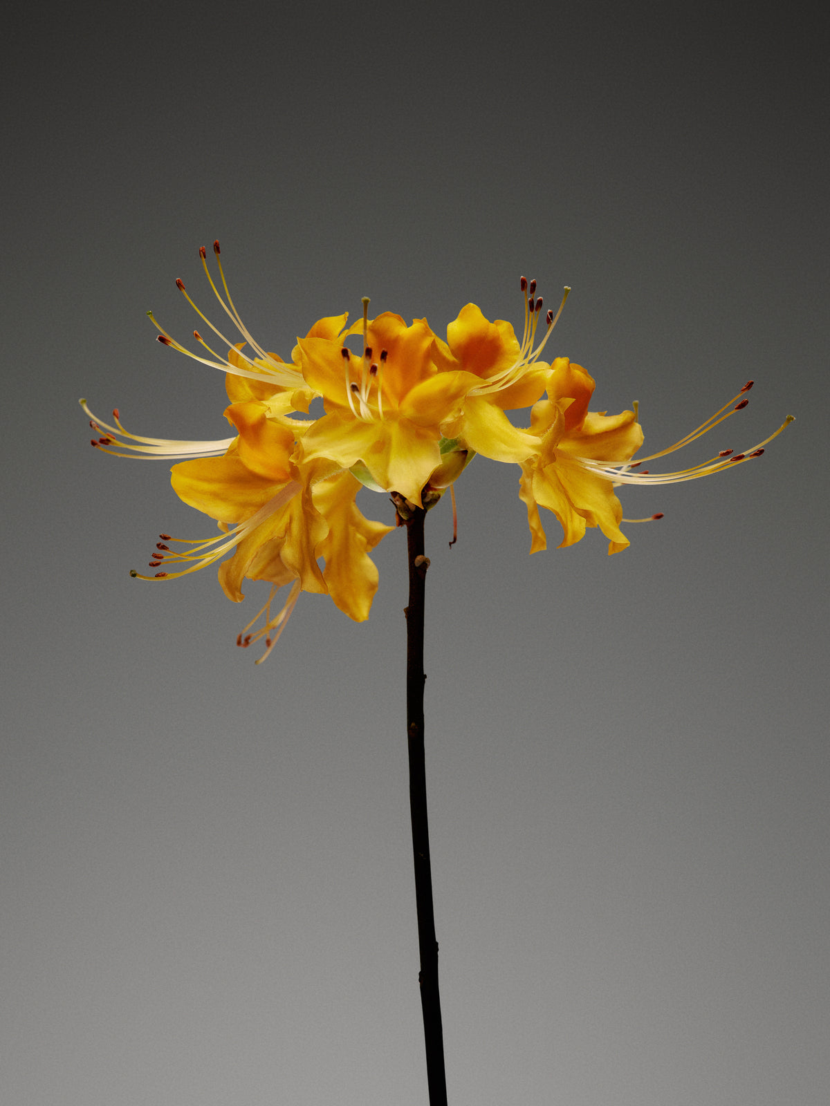 Pollinator Bath Soap Brick