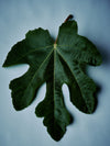 Fennel Flower Olive Oil