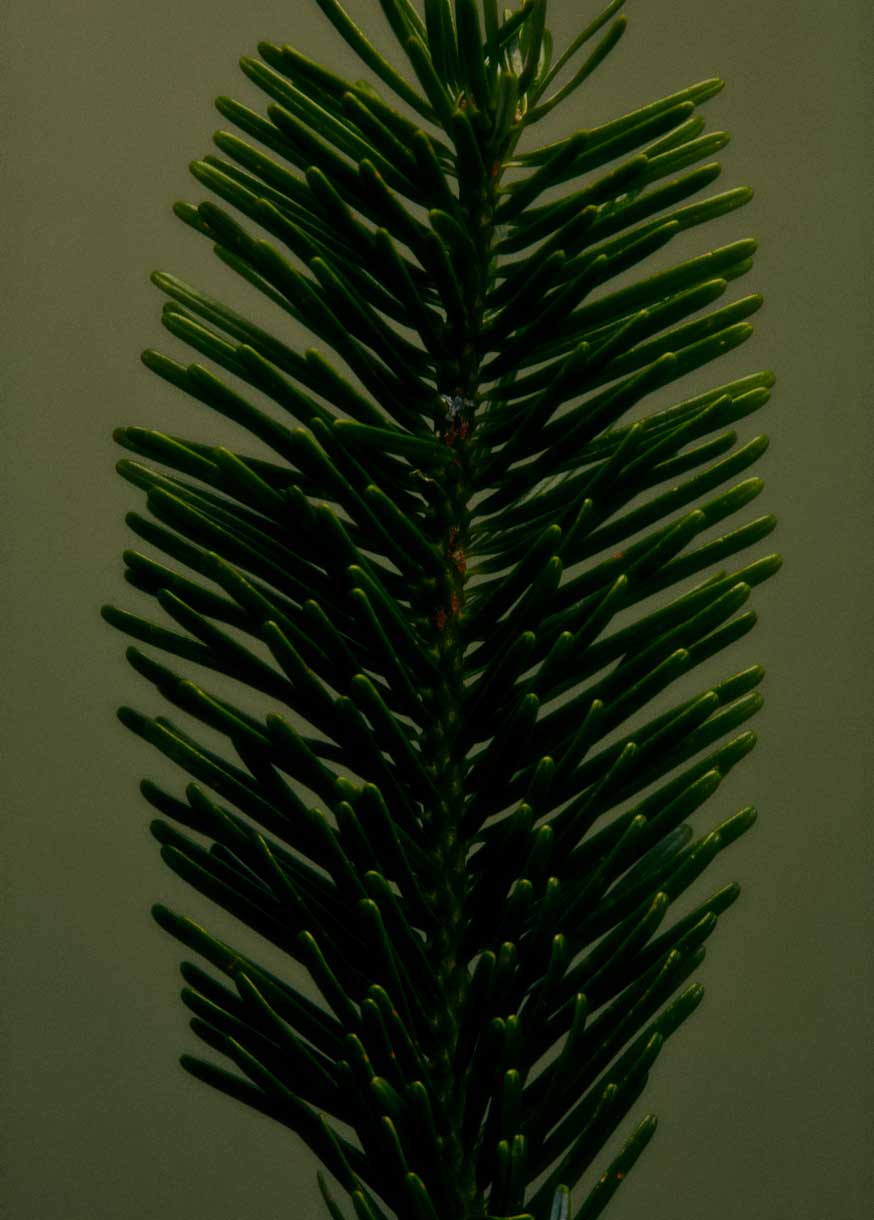 DOUGLAS FIR