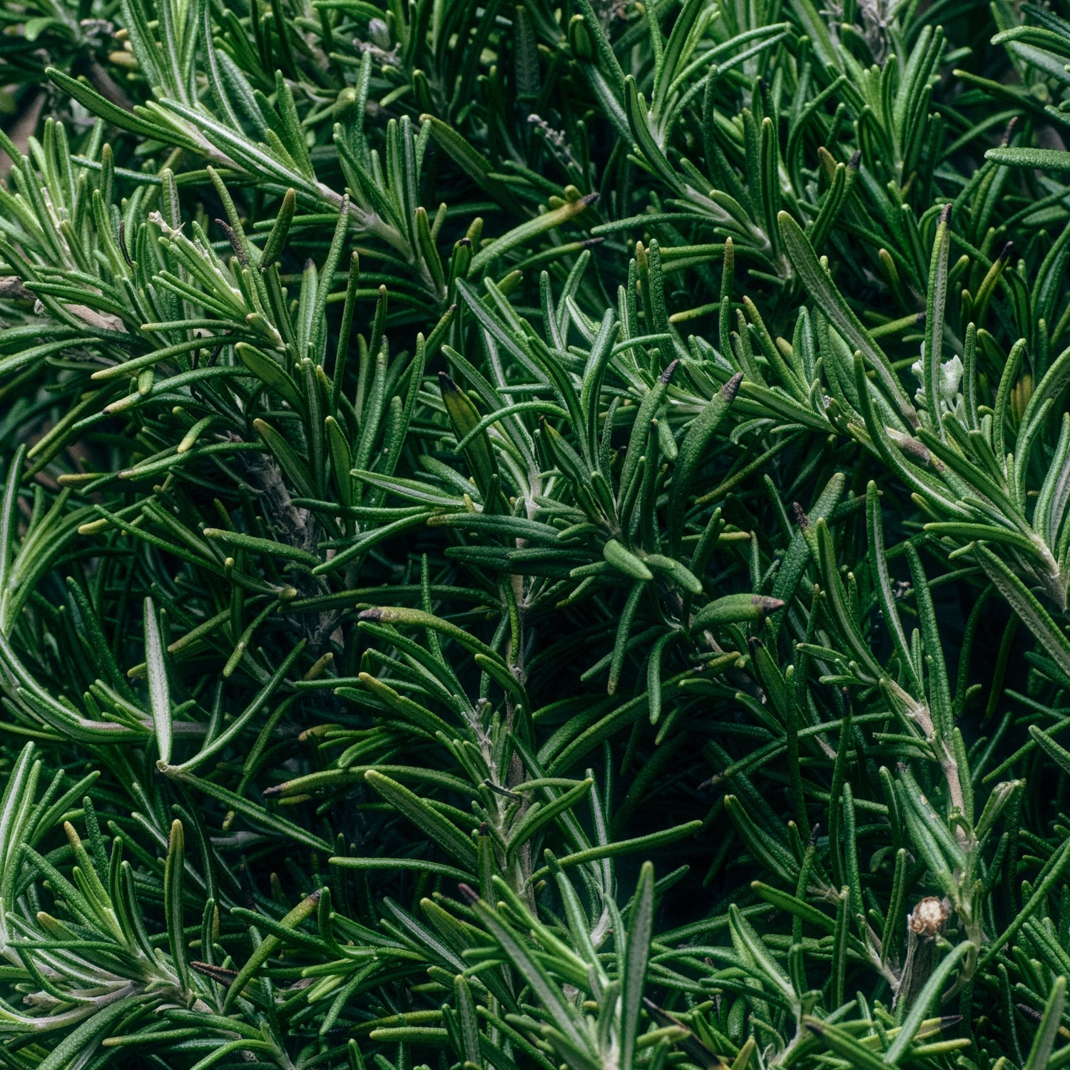 A <i>Wild</i> Garden, Alive with <i>Green</i> Herbs.