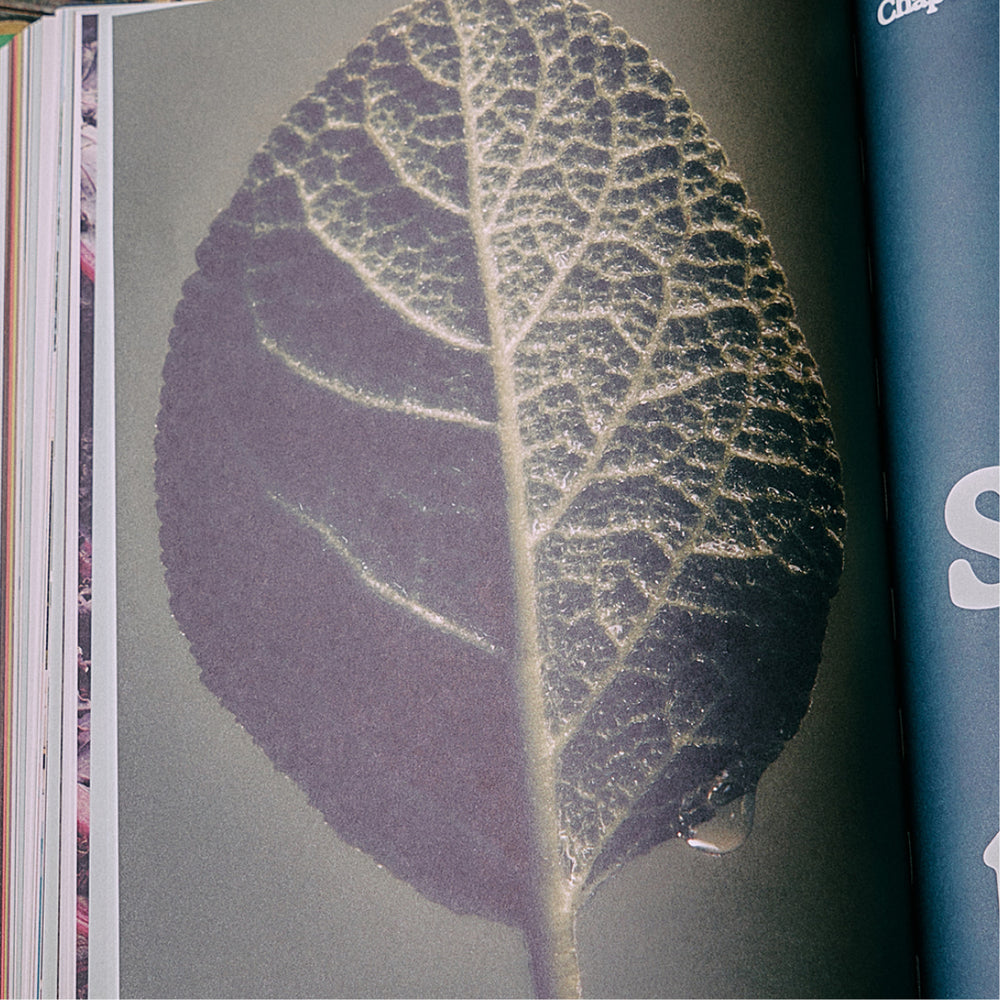 The Guide to Becoming Alive - Flamingo Estate