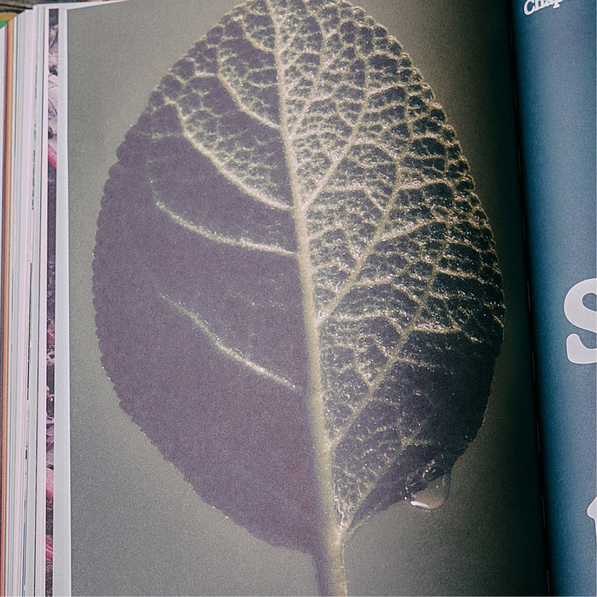 The Guide to Becoming Alive - Flamingo Estate