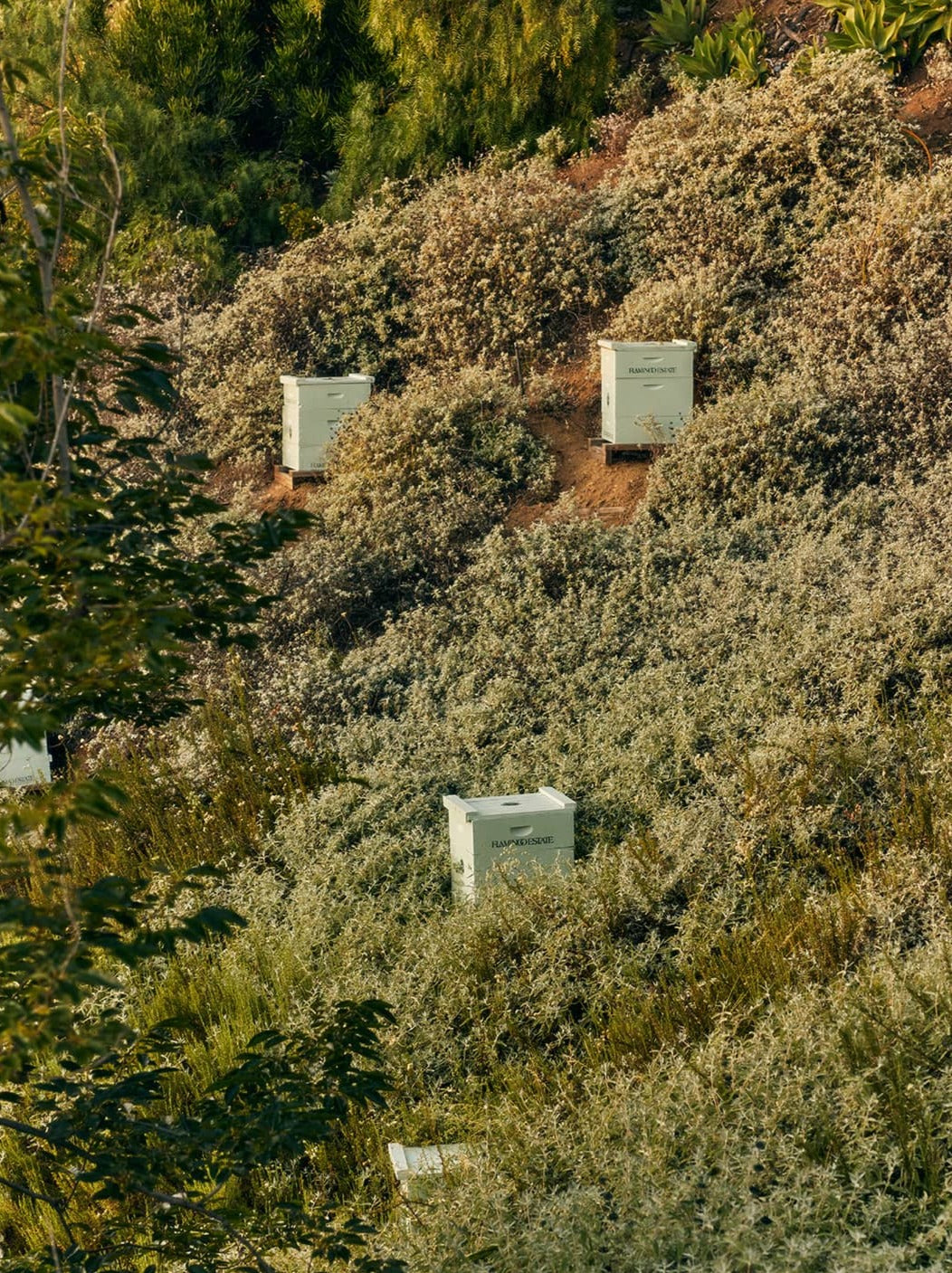 California Native Mountain Wildflower Honey - Flamingo Estate