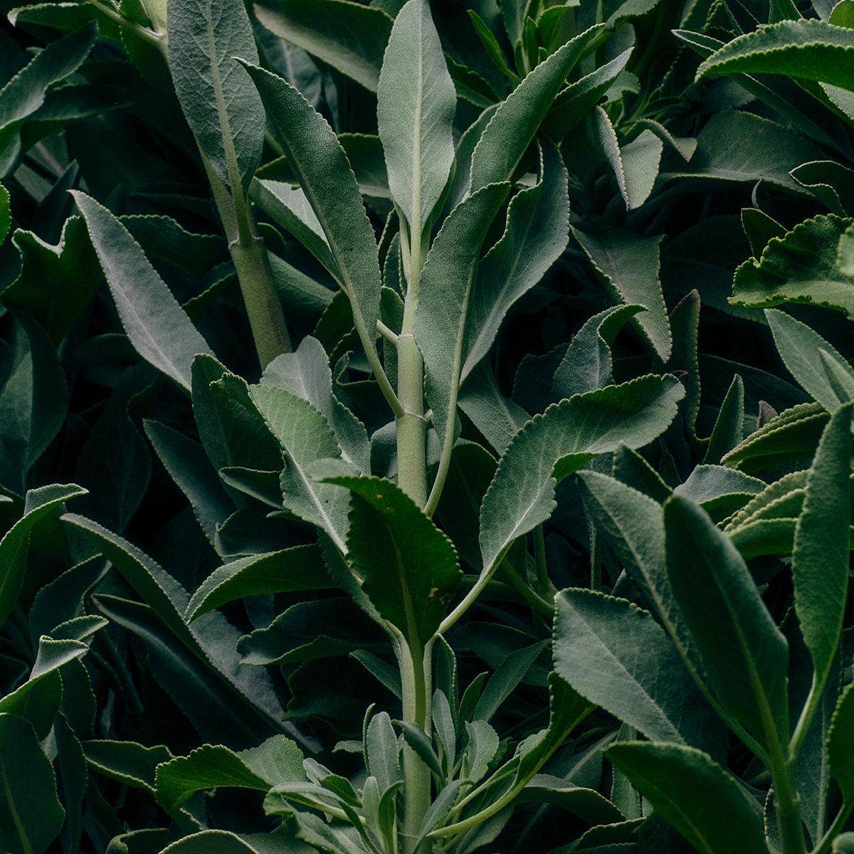 Seasonal Subscription Box