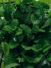 Exfoliating Peppermint Soap Brick