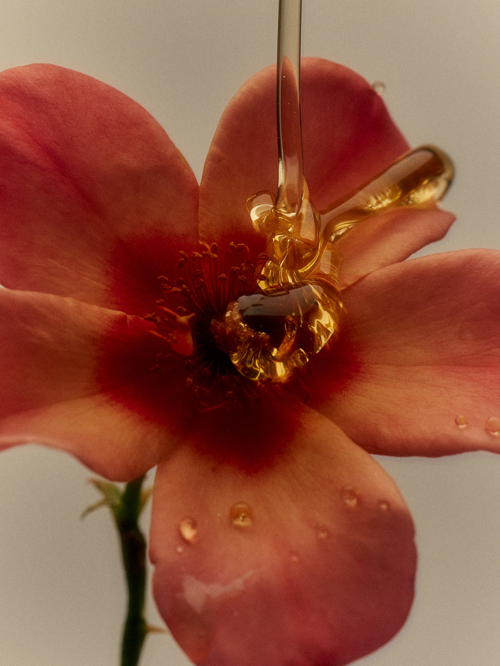 Garden Estate Rose Honey