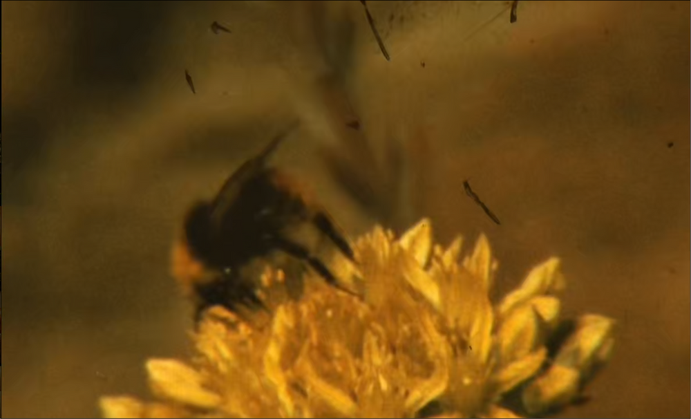 Golden Pollinator Candle