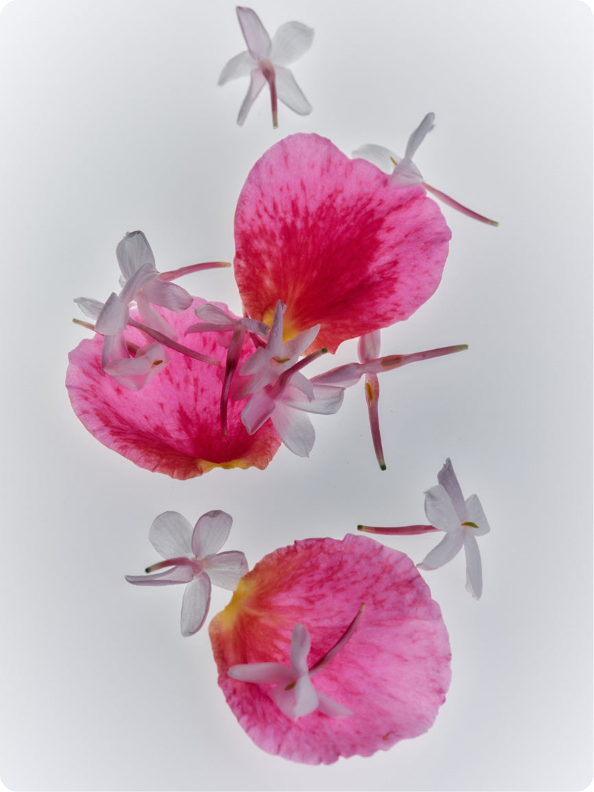 Mini Jasmine & Rose Rich Cream - Flamingo Estate