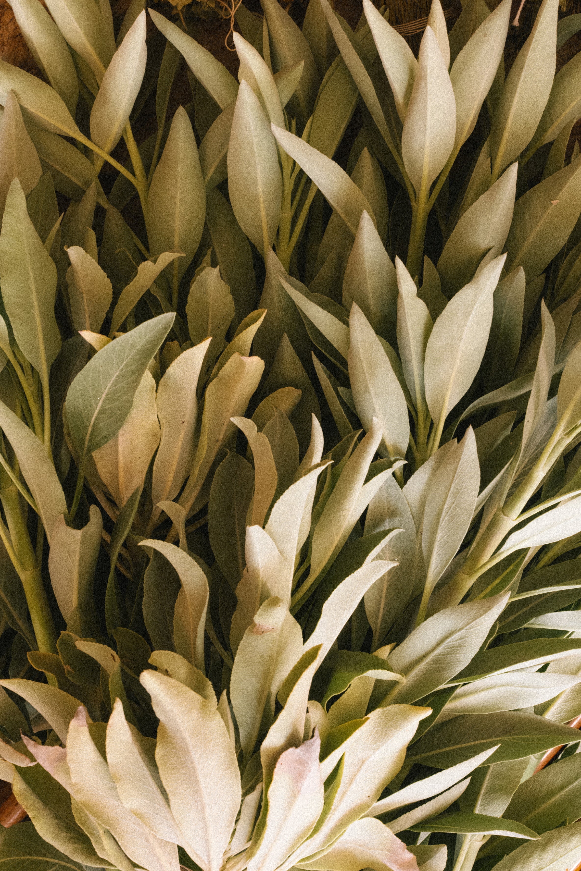 Sage Candle - Adriatic Muscatel Sage Scent – Flamingo Estate