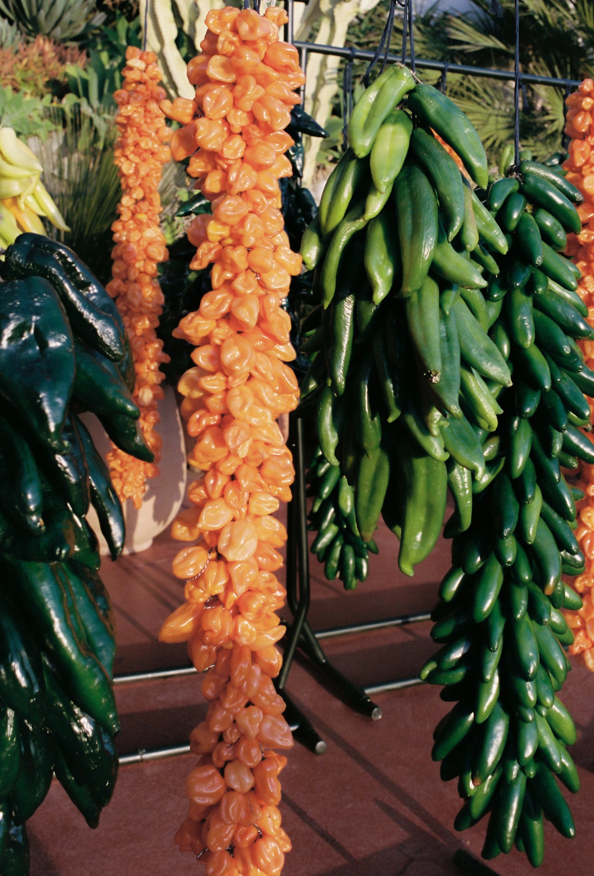 Guajillo Olive Oil