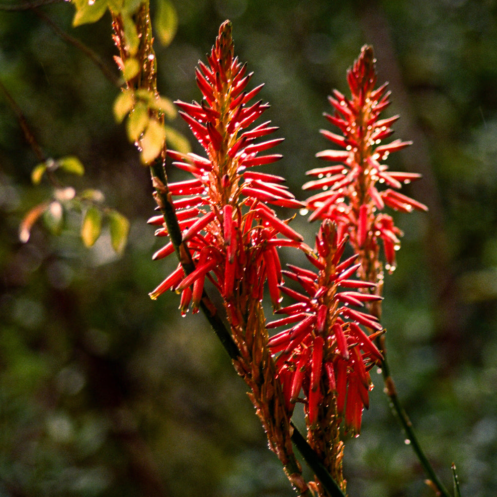 Petrichor Soap Brick