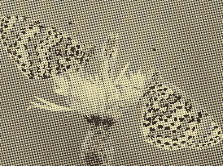 Dewy Greens & Italian Bergamot 