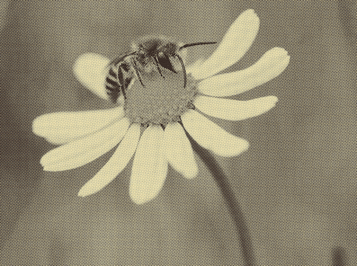 Linden Blossom & Chamomile