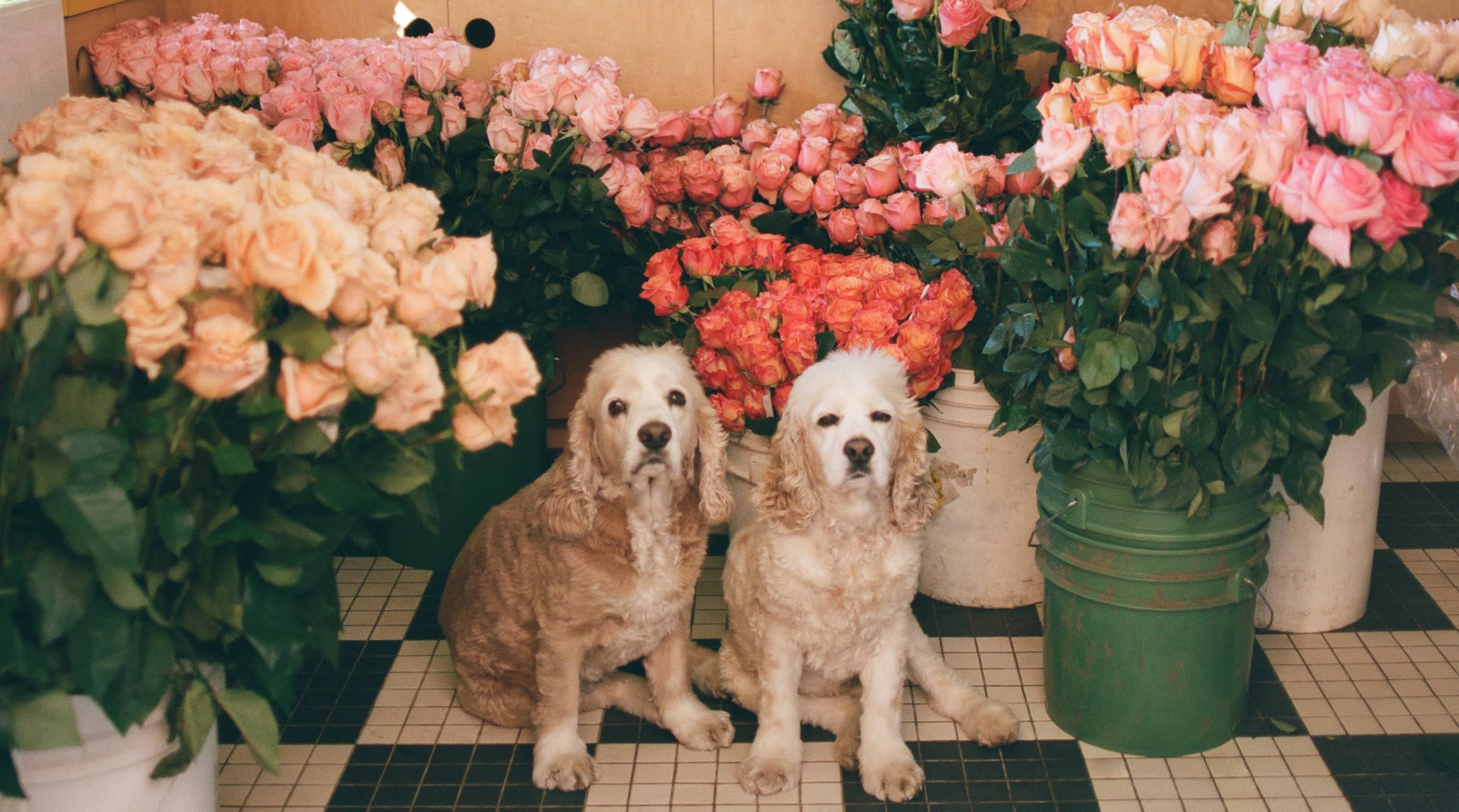 Two Dogs In Front Of Large Pots Containing Different Colored Roses