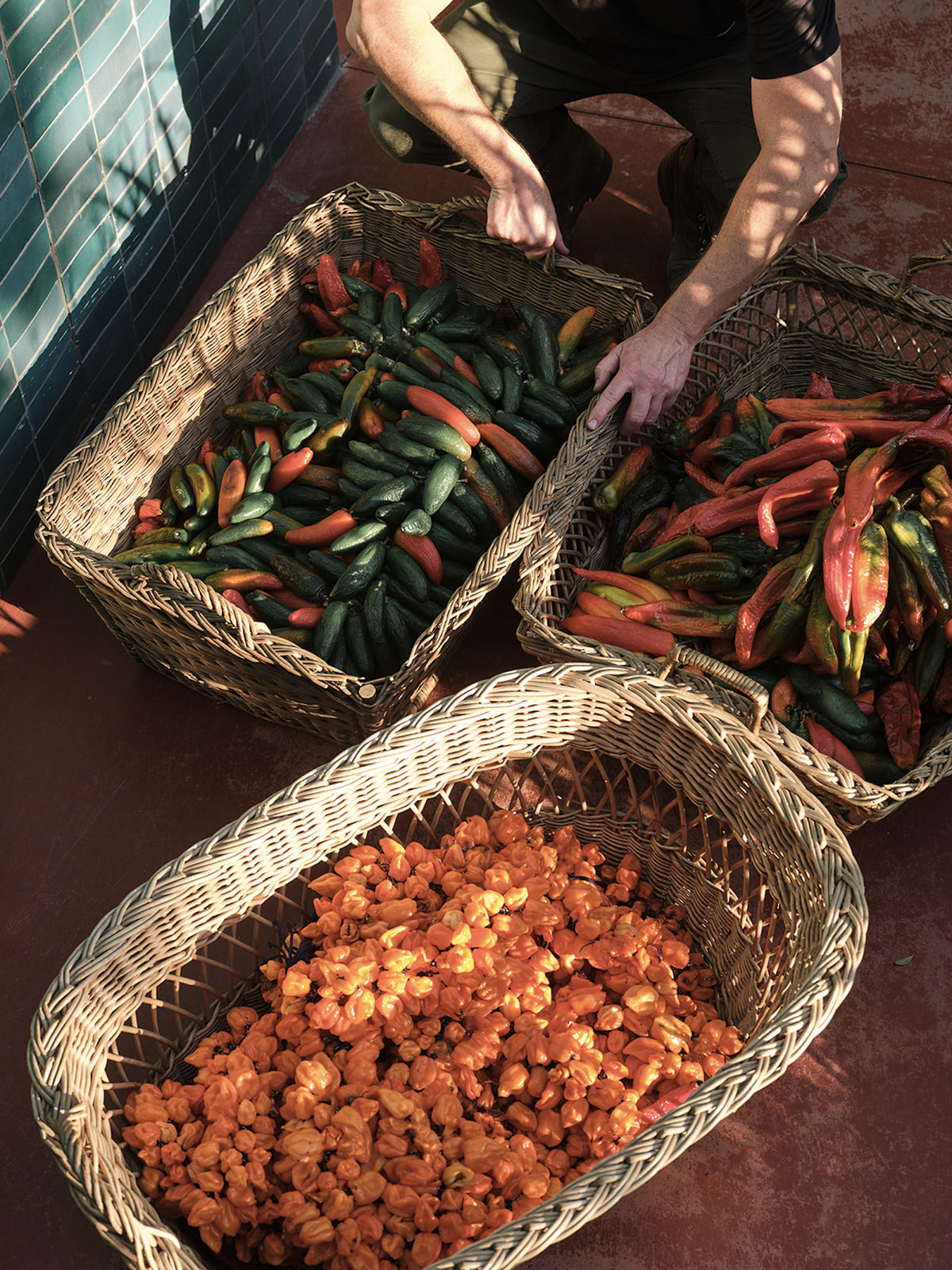 Guajillo Olive Oil
