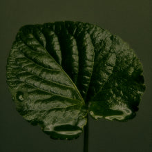 Galbanum Violet Leaf