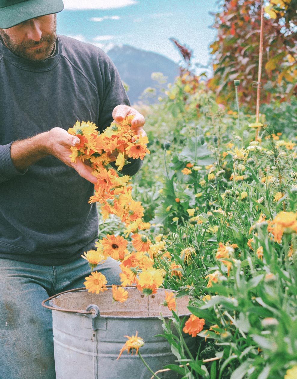 At the base of Ruby Peak in Oregon, exists an organic garden lush with Calendula Flowers that thrive on volcanic soil and spring water. These are hand-picked in early mornings by our friend Stephen.