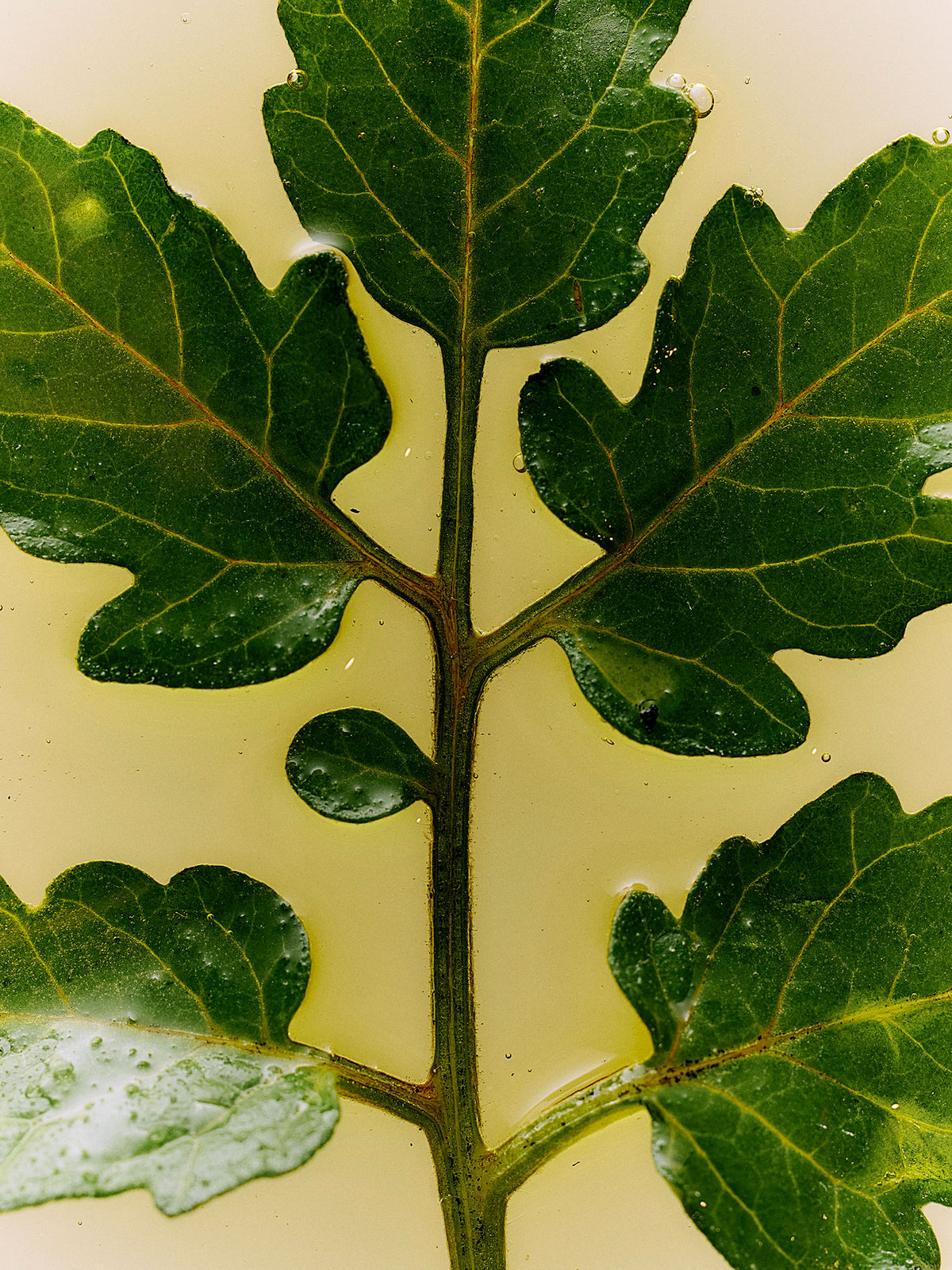 A green leaf is submerged in a pale yellow liquid.
