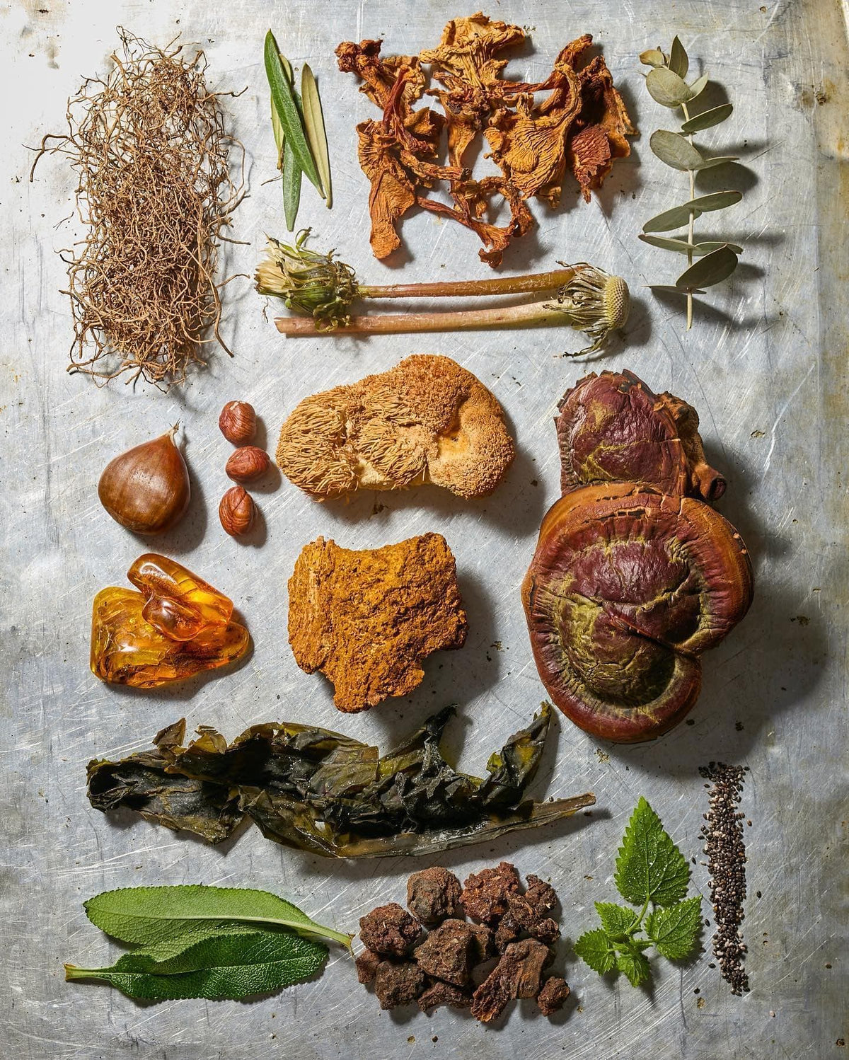 Herbs, leaves, mushrooms, nuts, and roots are arranged on a metal surface.