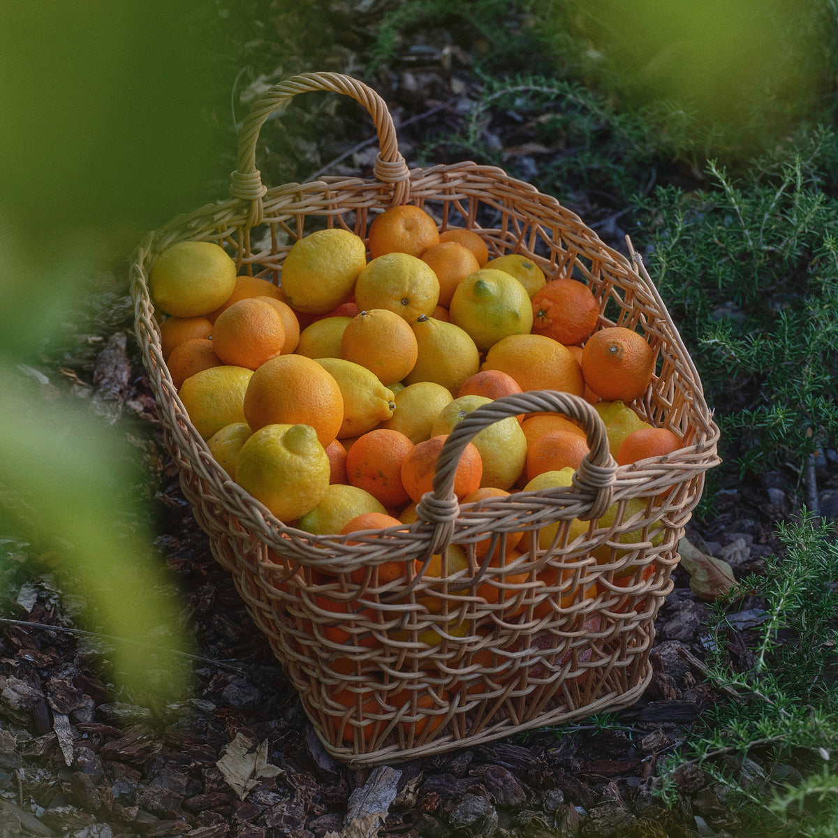 Gold Rose Duo - Flamingo Estate