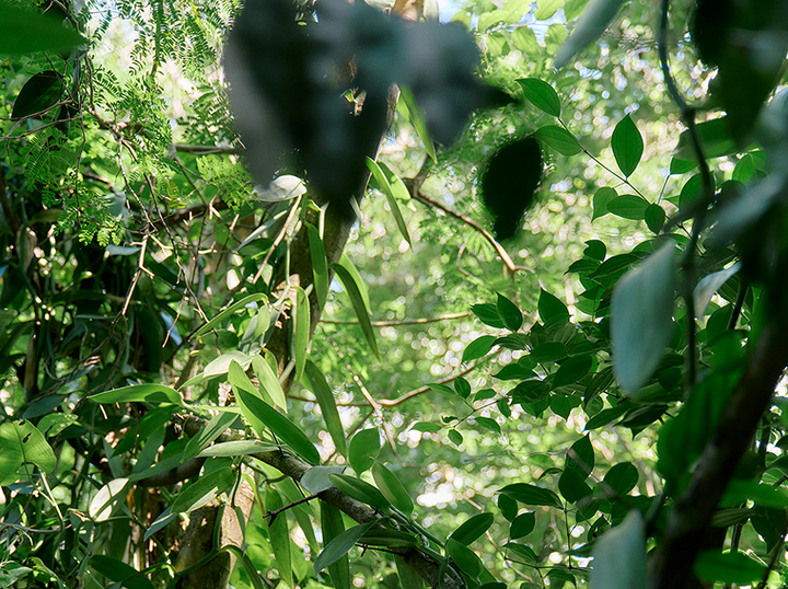 Green Vanilla