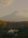 Mount Taranaki Pure Manuka Honey - Flamingo Estate