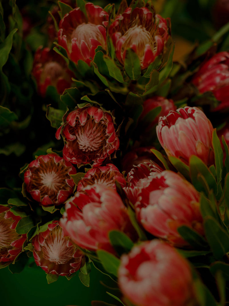 Valentine’s Day Proteas - Flamingo Estate