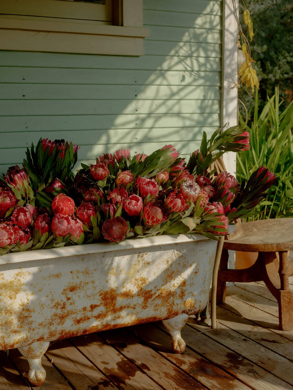 Valentine’s Day Proteas - Flamingo Estate