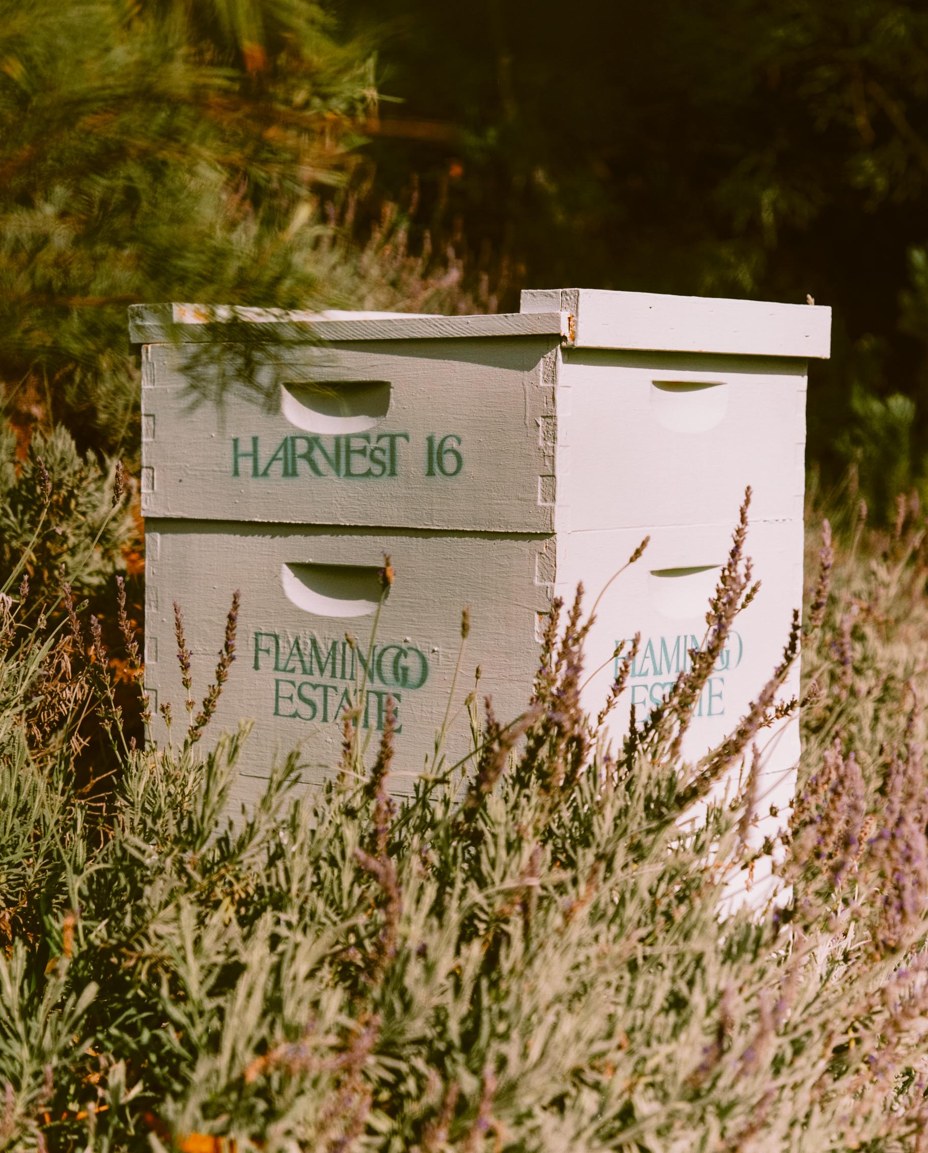 California Wildflower Honey - Flamingo Estate