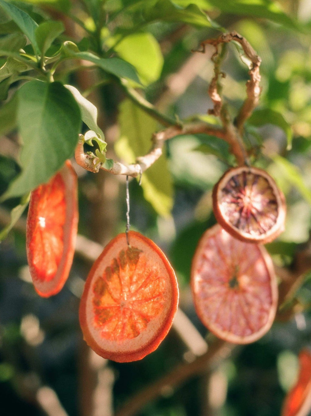 Smoky Citrus Ornaments - Flamingo Estate