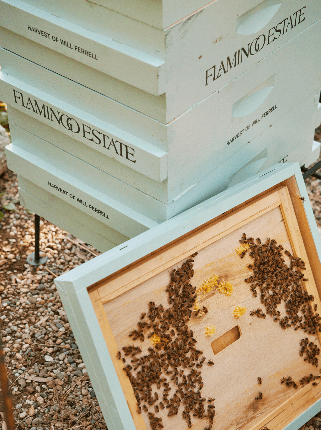 Will Ferrell Honey Flamingo Estate