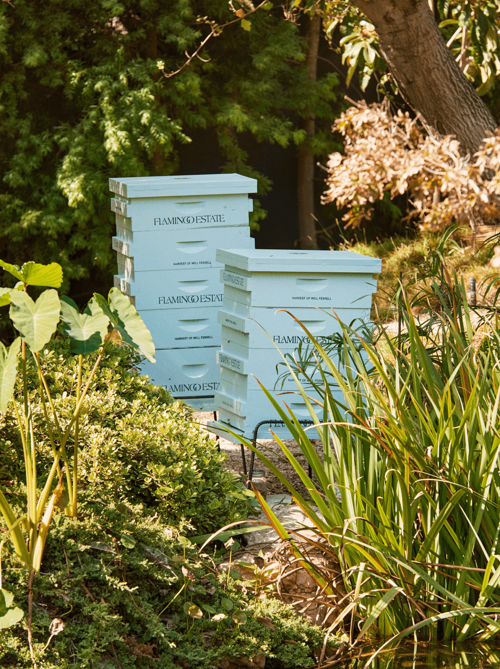 Will Ferrell Honey Flamingo Estate